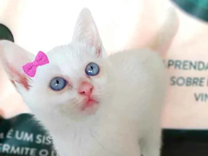 Gato ra a Srd idade Abaixo de 2 meses nome Sem nome