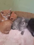 Gatinhos