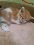 Gatinhos