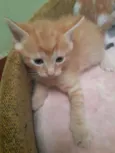 Gatinhos