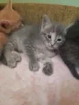 Gatinhos