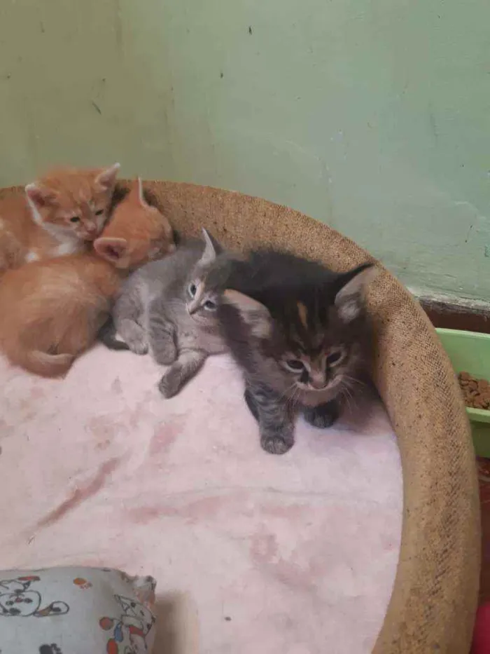Gato ra a Srd idade 2 a 6 meses nome Gatinhos 