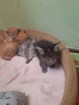 Gatinhos