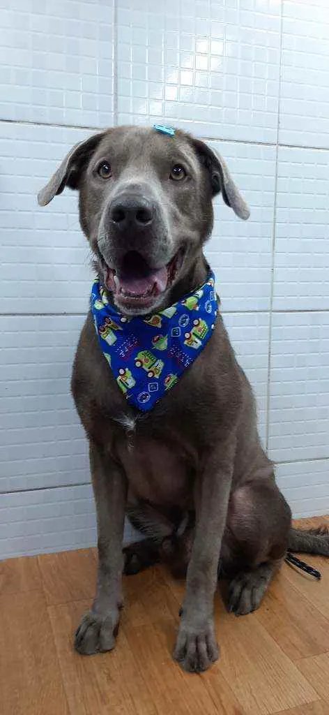 Cachorro ra a Mestico labrador  idade 1 ano nome Marvel