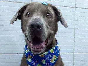 Cachorro raça Mestico labrador  idade 1 ano nome Marvel