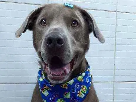 Cachorro ra a Mestico labrador  idade 1 ano nome Marvel