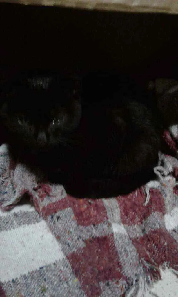 Gato ra a Não sei idade 2 a 6 meses nome Não tem nome