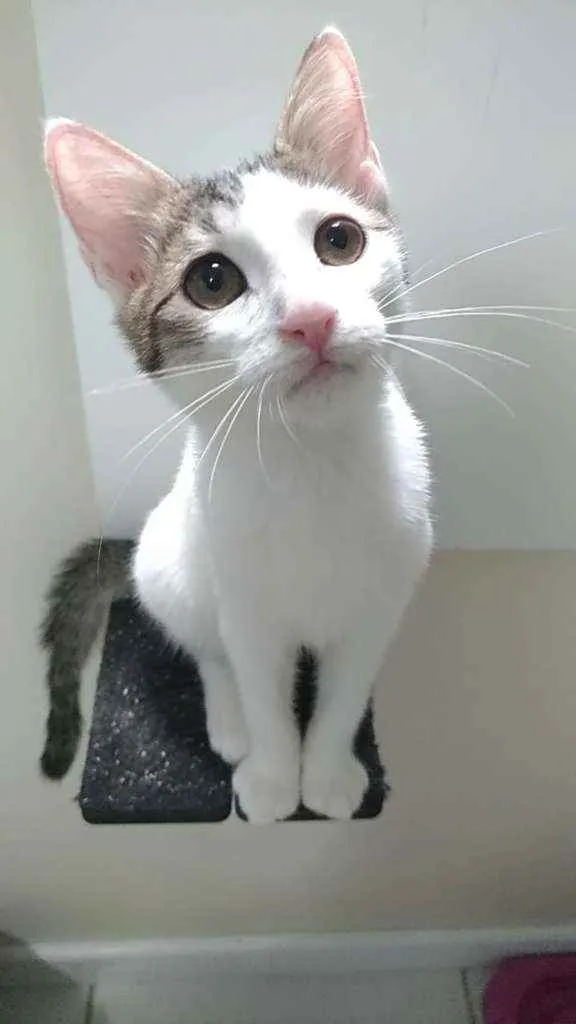 Gato ra a Srd idade 2 a 6 meses nome Théo