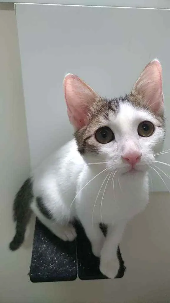 Gato ra a Srd idade 2 a 6 meses nome Théo
