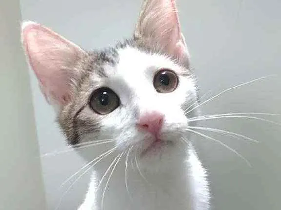 Gato ra a Srd idade 2 a 6 meses nome Théo