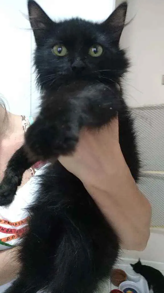 Gato ra a Srd idade 2 a 6 meses nome Orion
