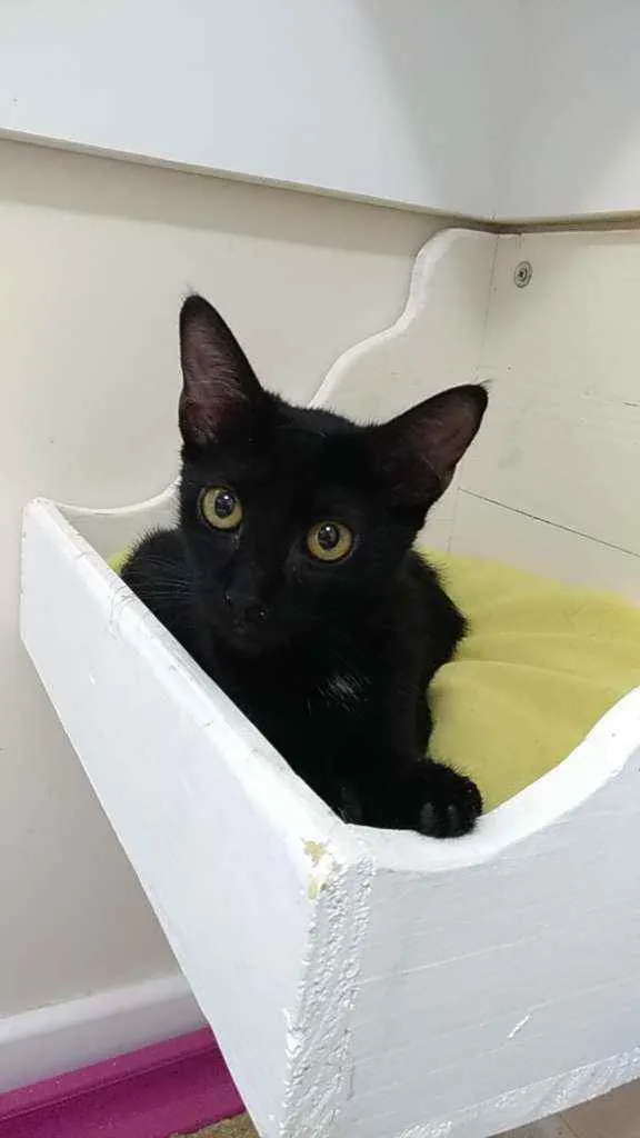Gato ra a Srd idade 2 a 6 meses nome Orion