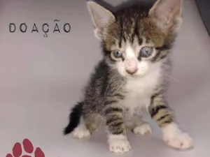 Gato raça Srd idade 2 a 6 meses nome Eduardo