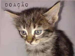 Gato raça Srd idade 2 a 6 meses nome Elias
