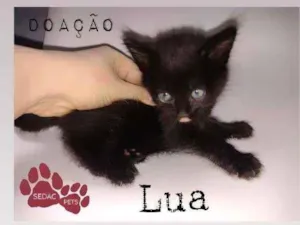 Gato raça Srd idade 2 a 6 meses nome Lua