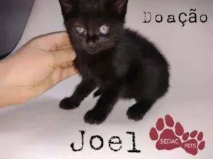 Gato raça Srd idade 2 a 6 meses nome Joel