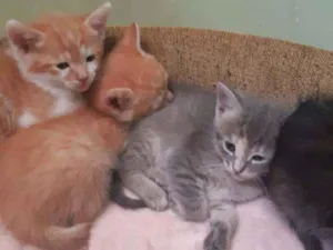 Gato raça Srd idade 2 a 6 meses nome Gatinhos 