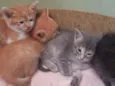 Gatinhos