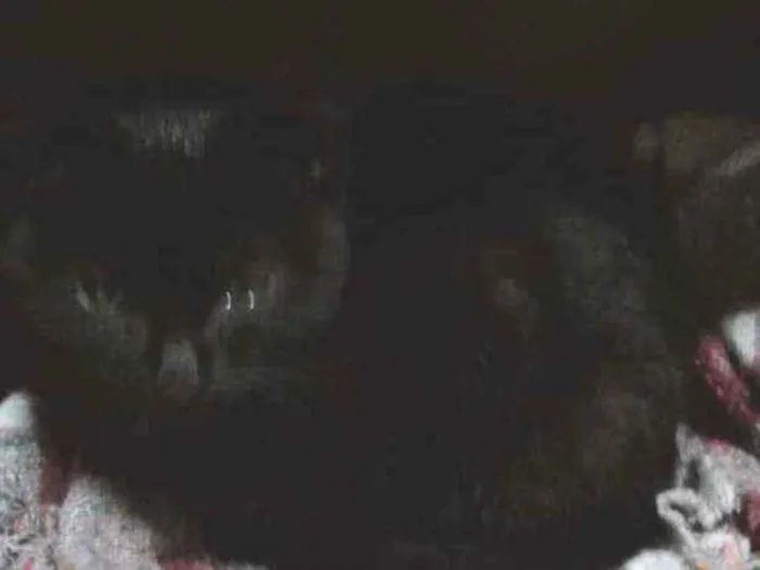 Gato ra a Não sei idade 2 a 6 meses nome Não tem nome
