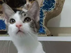 Gato raça Srd idade 2 a 6 meses nome Telminha