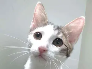 Gato raça Srd idade 2 a 6 meses nome Théo