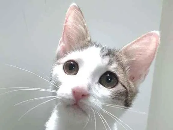 Gato ra a Srd idade 2 a 6 meses nome Théo