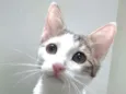 Théo