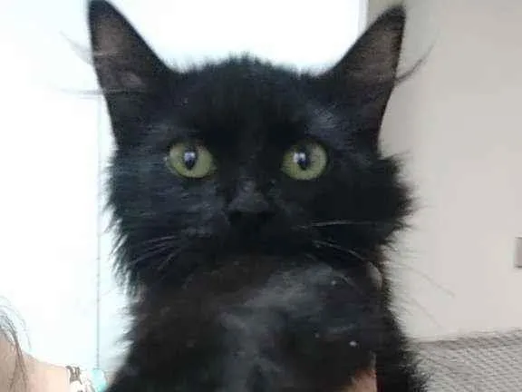 Gato ra a Srd idade 2 a 6 meses nome Orion