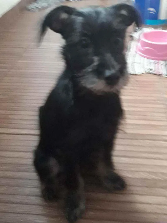 Cachorro raça vira_lata idade 2 a 6 meses nome luna