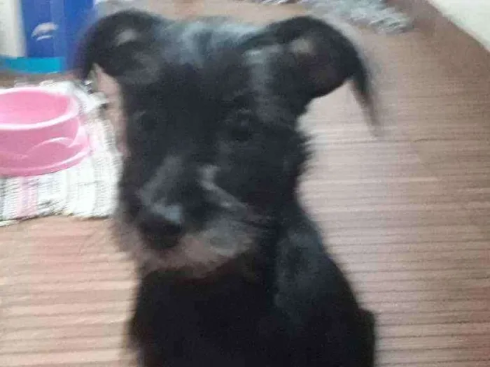 Cachorro raça vira_lata idade 2 a 6 meses nome luna