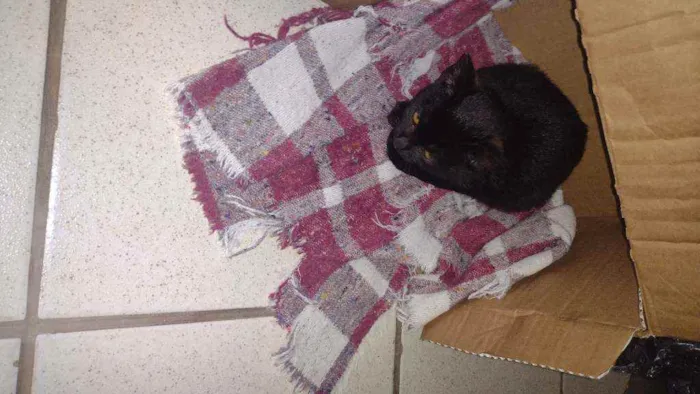 Gato ra a Não sei idade 2 a 6 meses nome Não tem nome