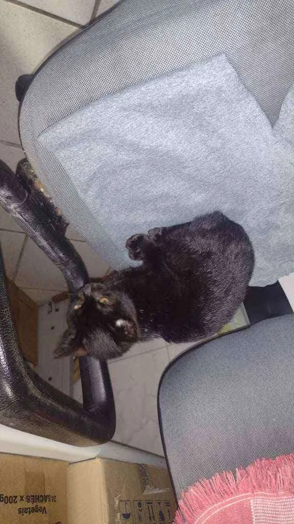 Gato ra a Não sei idade 2 a 6 meses nome Não tem nome