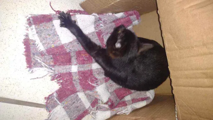 Gato ra a Não sei idade 2 a 6 meses nome Não tem nome