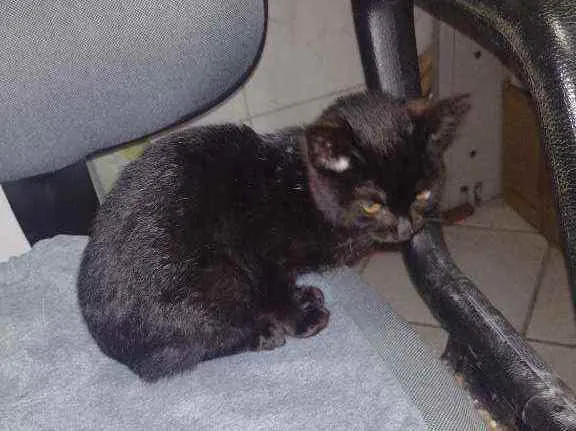 Gato ra a Não sei idade 2 a 6 meses nome Não tem nome