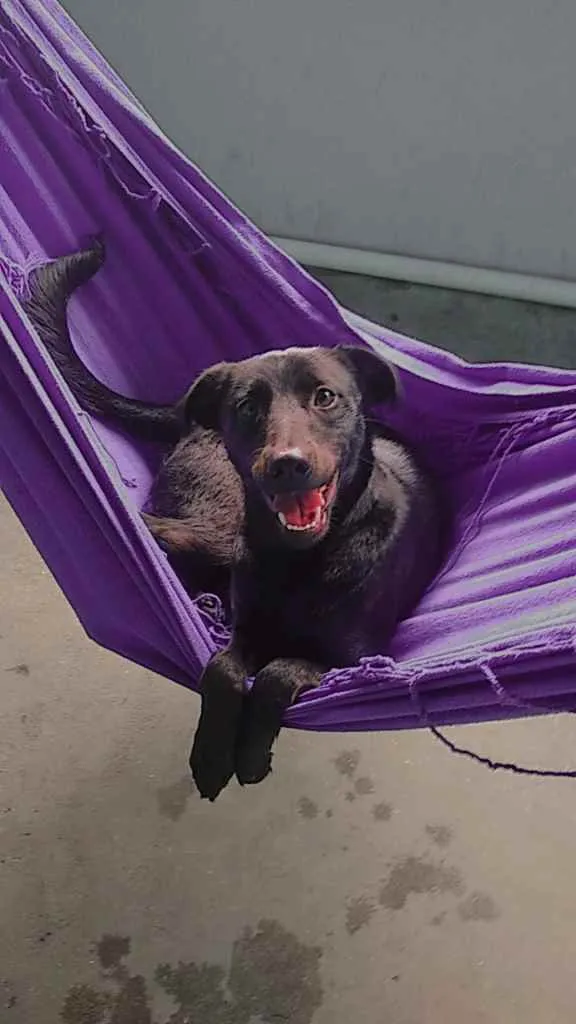 Cachorro ra a Vira-lata provavelmente idade 1 ano nome Ravena