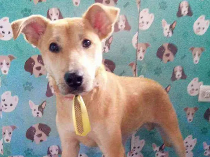 Cachorro raça SRD idade 1 ano nome Scooby