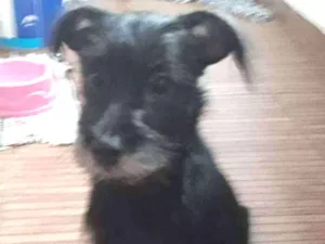 Cachorro raça vira_lata idade 2 a 6 meses nome luna