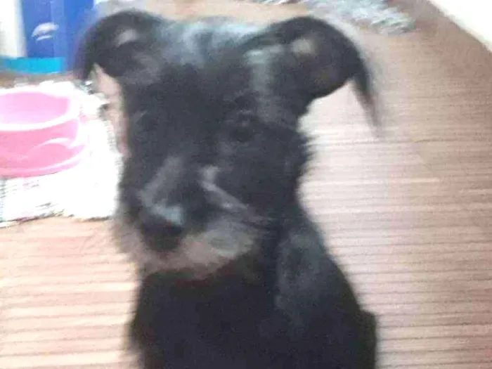 Cachorro raça vira_lata idade 2 a 6 meses nome luna