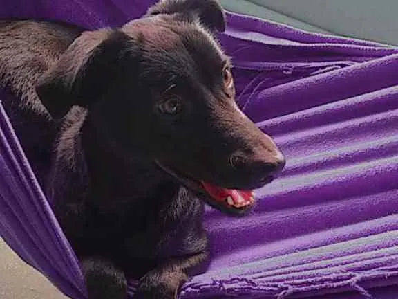 Cachorro ra a Vira-lata provavelmente idade 1 ano nome Ravena