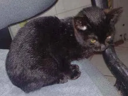Gato ra a Não sei idade 2 a 6 meses nome Não tem nome