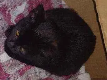 Gato ra a Não sei idade 2 a 6 meses nome Não tem nome