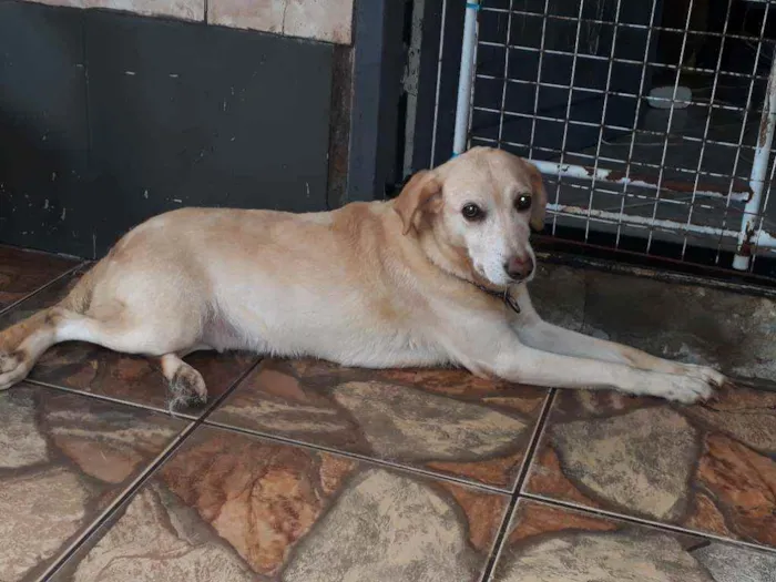 Cachorro ra a Labrador misturado idade 3 anos nome Lola