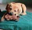 Cachorro raça Mestiço de labrador. idade 2 a 6 meses nome Bebê