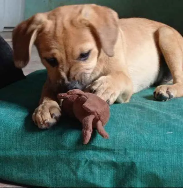 Cachorro raça Mestiço de labrador. idade 2 a 6 meses nome Bebê