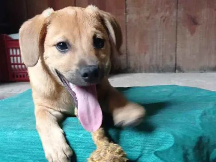 Cachorro raça Mestiço de labrador. idade 2 a 6 meses nome Bebê