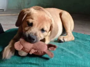 Cachorro raça Mestiço de labrador. idade 2 a 6 meses nome Bebê