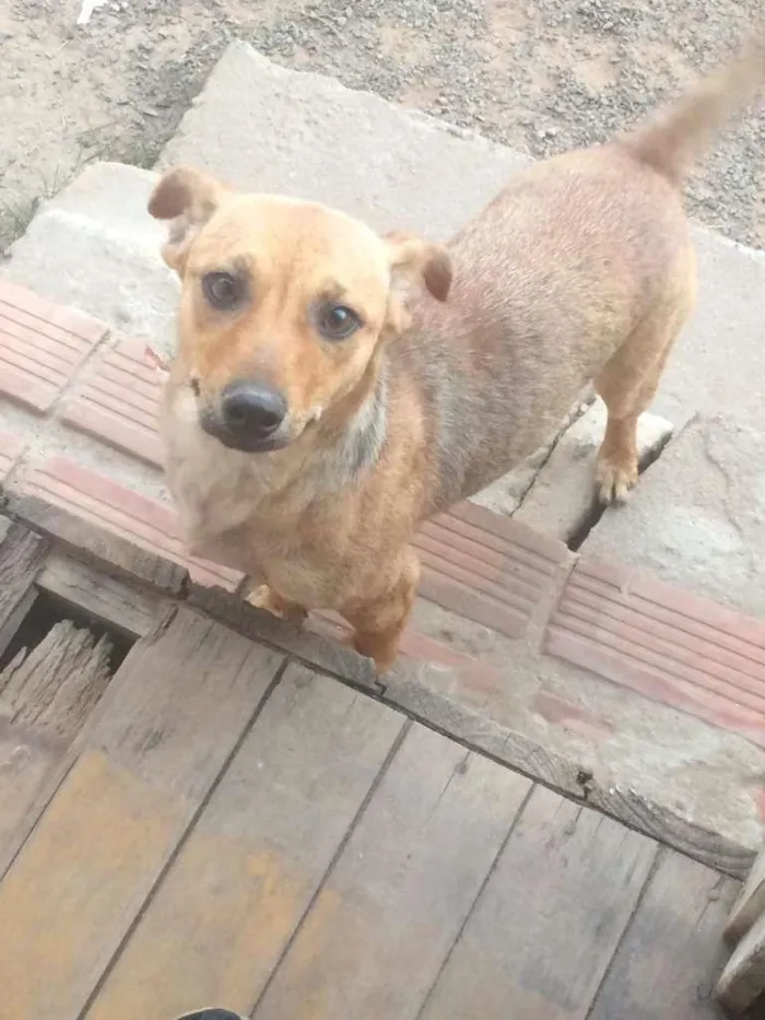 Cachorro ra a SRD-ViraLata idade 1 ano nome Lunafreya