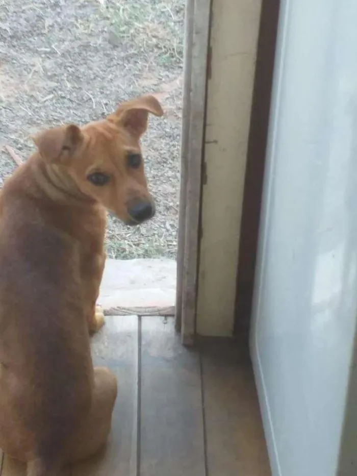 Cachorro ra a SRD-ViraLata idade 1 ano nome Lunafreya