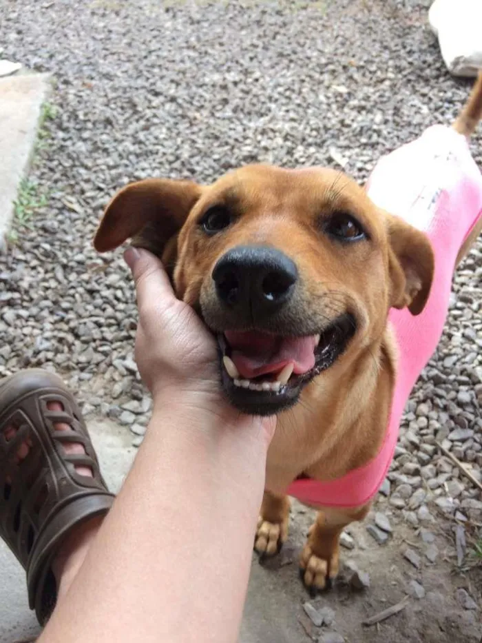 Cachorro ra a SRD-ViraLata idade 1 ano nome Lunafreya