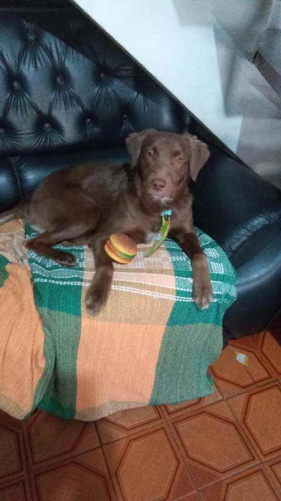 Cachorro raça Srd idade 1 ano nome Chocolate